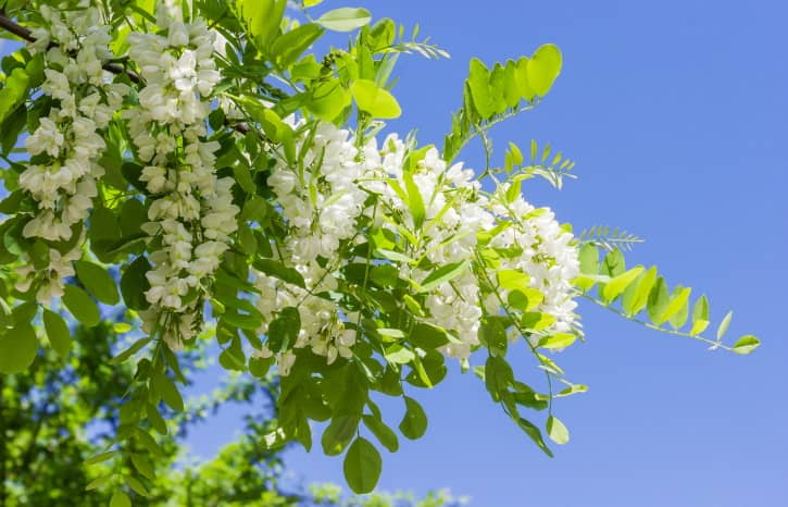 Black Locust