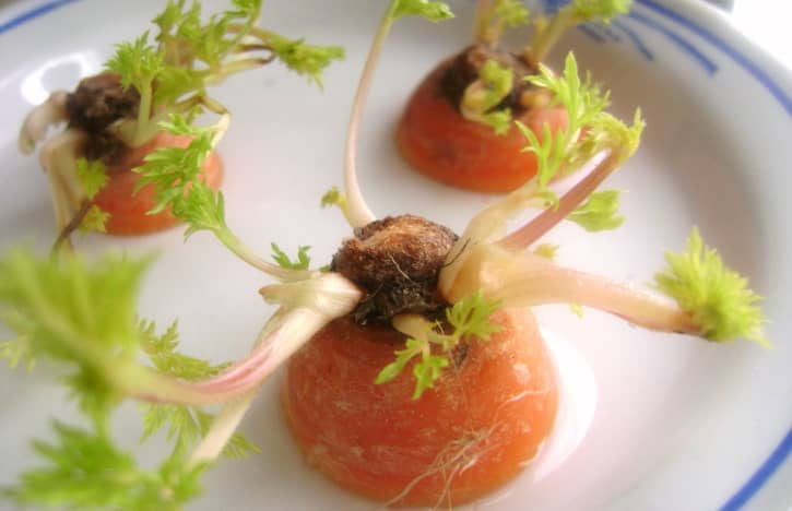 Carrot Tops
