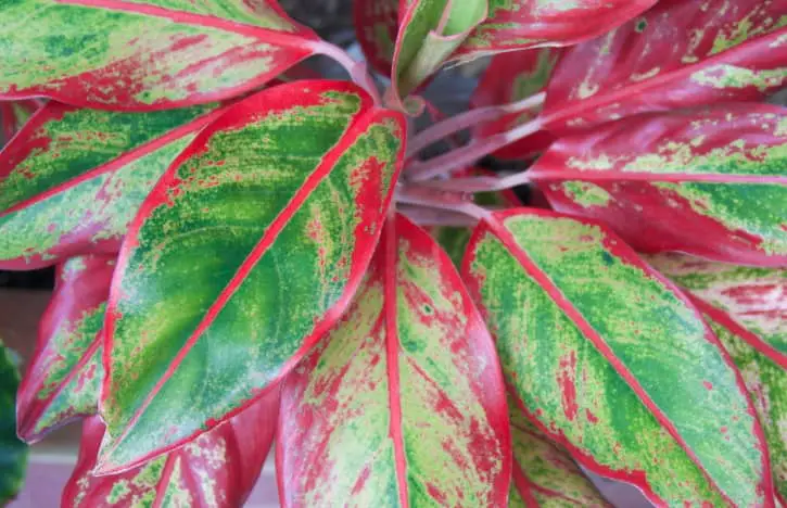 Chinese Evergreen