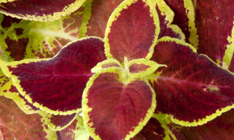 Coleus
