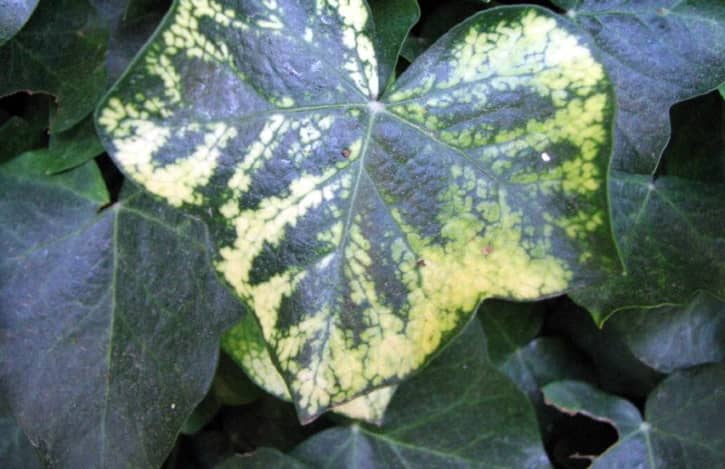 English Ivy