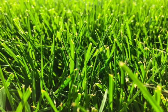 green grass lawn