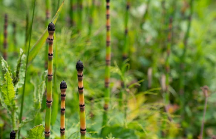 Horsetail
