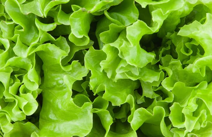 Lettuce