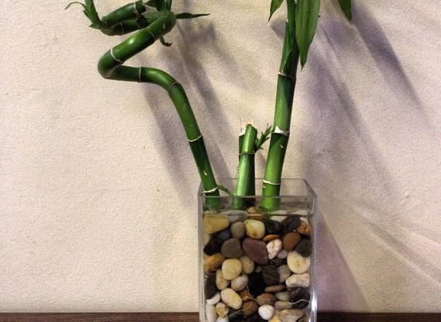 Lucky bamboo