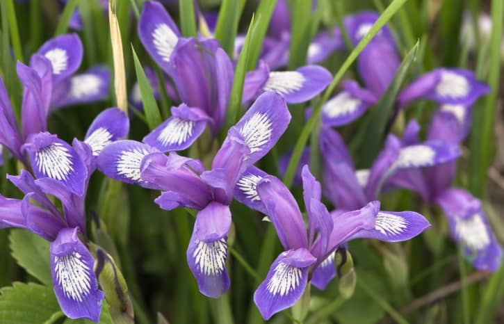 Northern Blue Flag