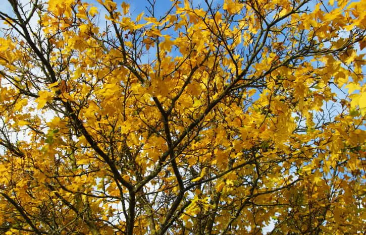 Norway Maple