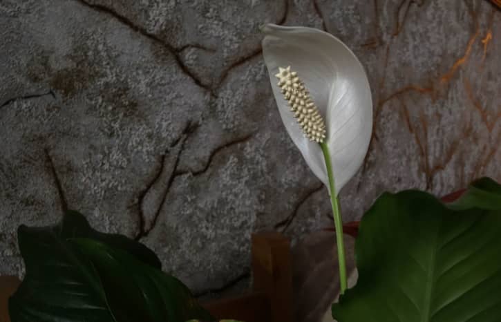 Peace Lily