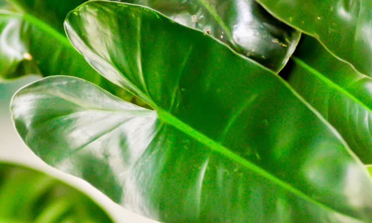 Philodendron
