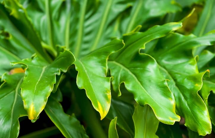 Philodendron