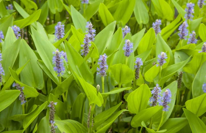 Pickerel Weed