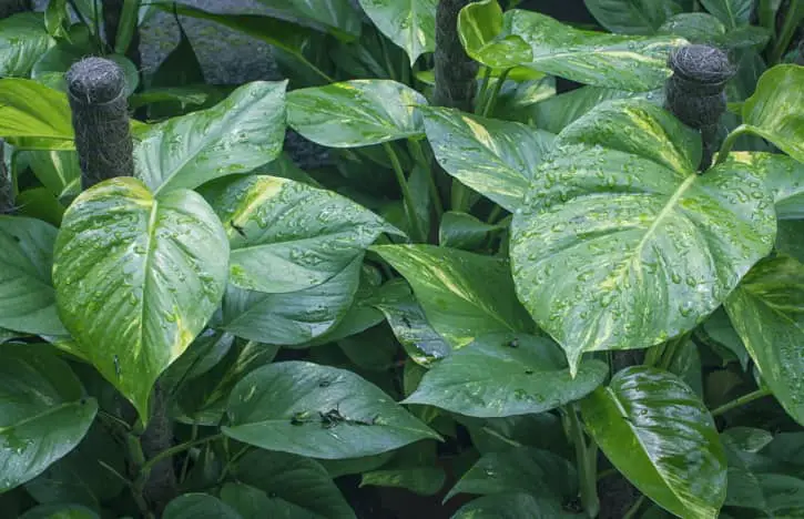 Pothos