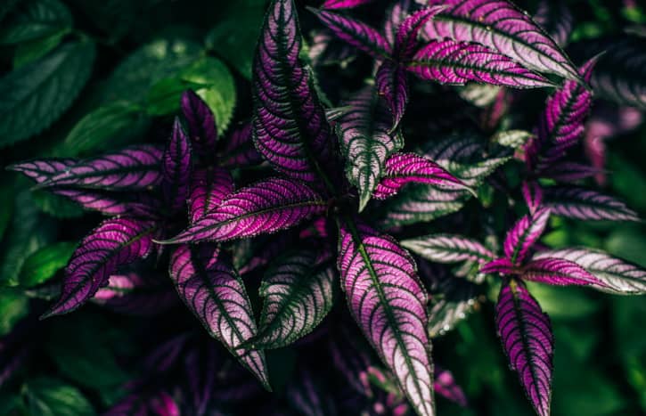 Purple coleus