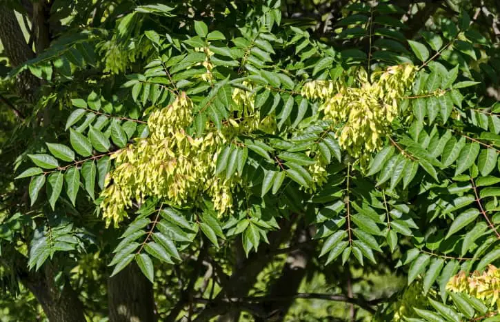 Tree Of Heaven