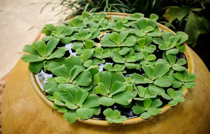 Water Lettuce