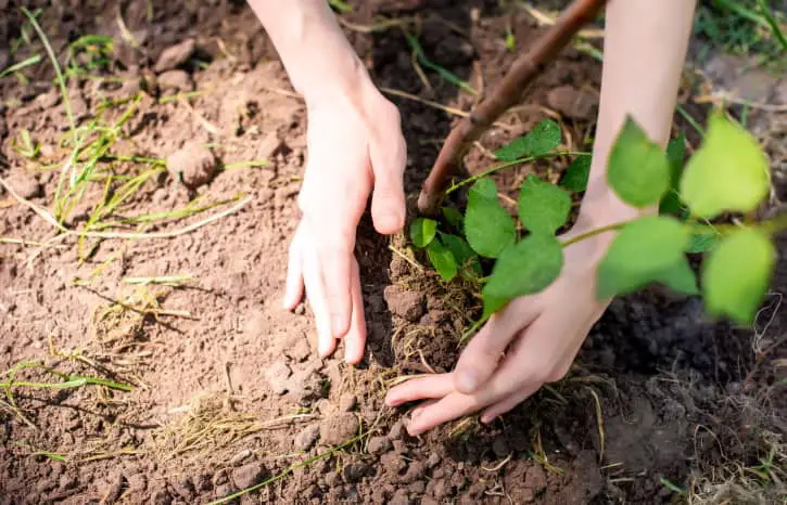Weed tree sapling