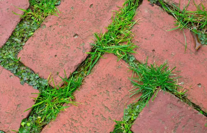 weeds between pavers