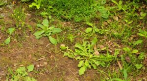 How To Kill Weeds Permanently