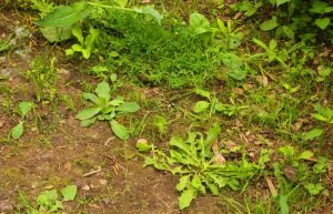 daninhas ervas rezistenta erbicid stiti buruienilor trebuie permanently jardim