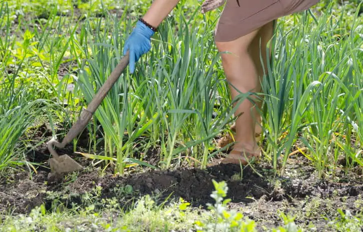 woman hoeing weeds