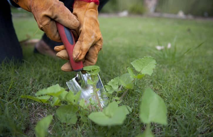 weeding the lawn