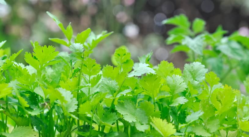 Chervil