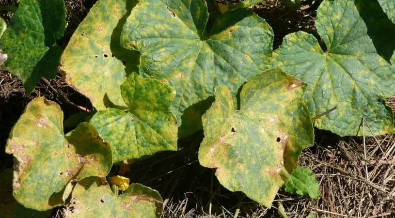 Why Are My Cucumber Leaves Turning Yellow And Dying why-are-my-cucumber-leaves-turning-yellow-and-dying