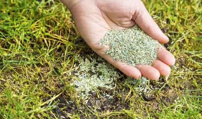 grass seed in hand