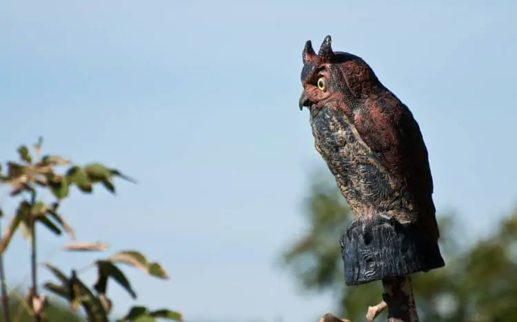 Owl decoy