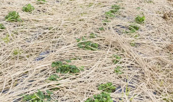 Straw mulch