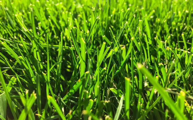 New grass lawn
