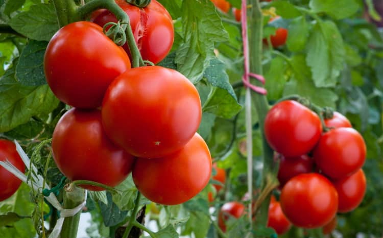 tomatoes on the vine