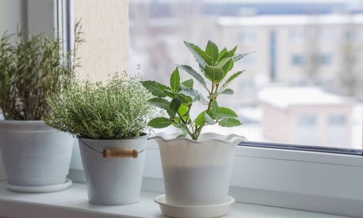 Green plants