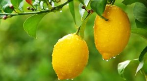 The best fertilizer for citrus trees