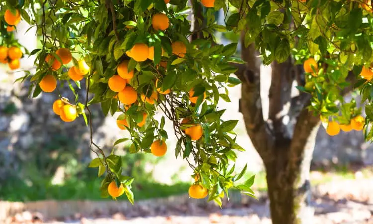 Orange tree