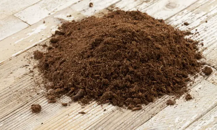 Canadian sphagnum peat moss