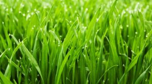 Best weed and feed for lawns