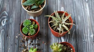 The best potting soil for succulents