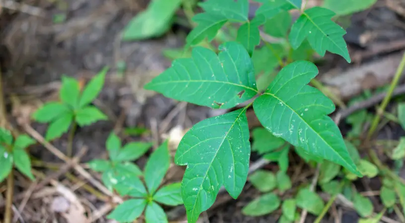 poison ivy plant