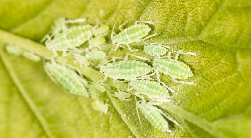 Aphids on a green leaf