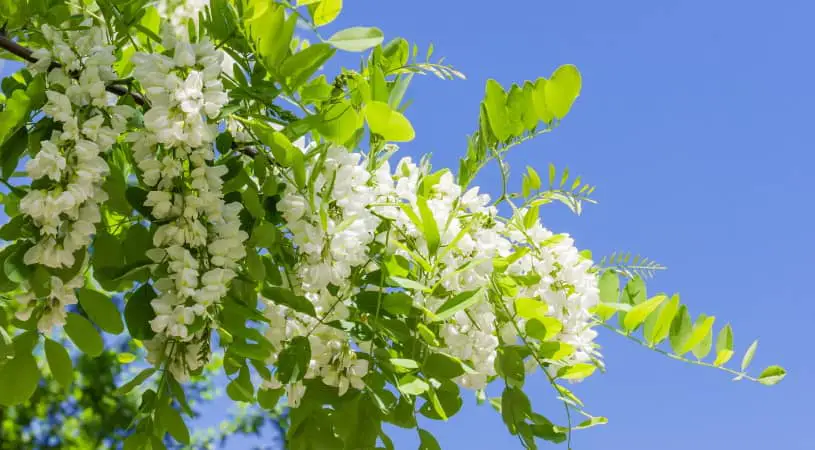 Robinia