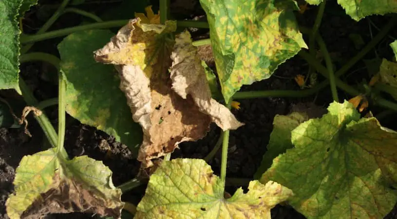 Why Are My Cucumber Leaves Turning Brown And Dying 