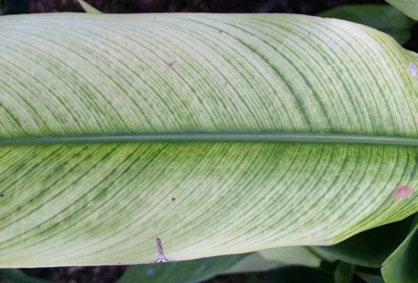 chlorosis