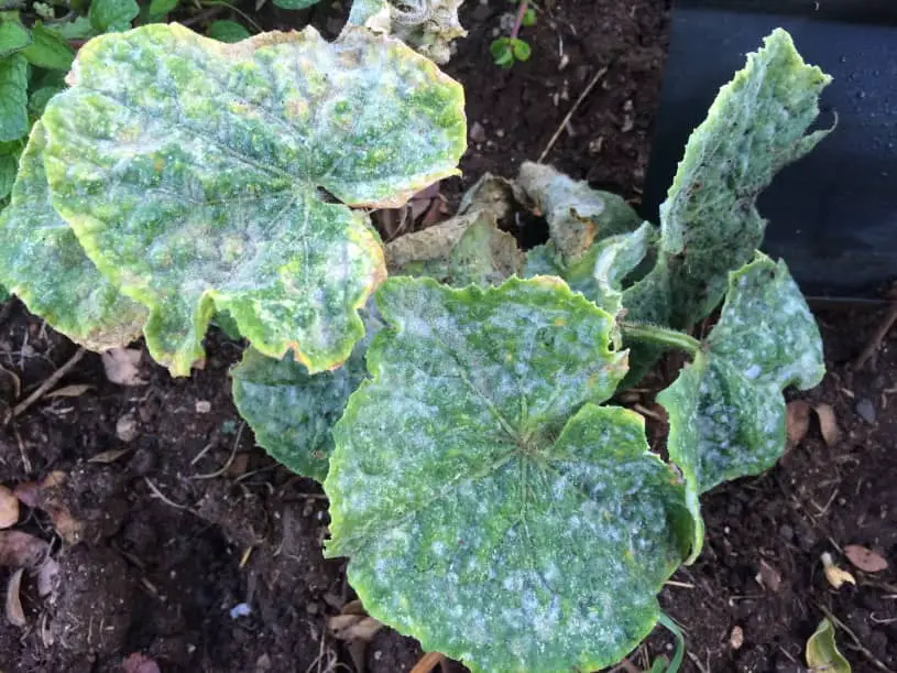 Cucumber Powdery Mildew