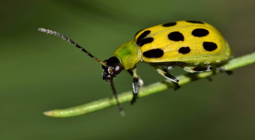 Cucumber beetle