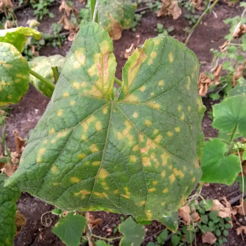 Why Are My Cucumber Leaves Turning Brown And Dying 