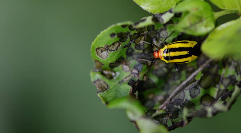 four lined bug