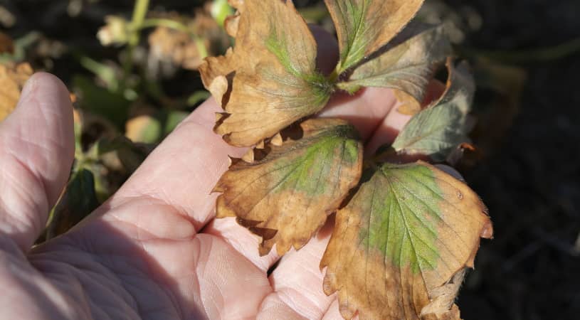 Fusarium wilt
