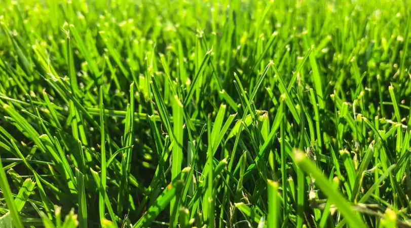 grass lawn