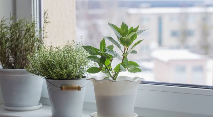 Green plants